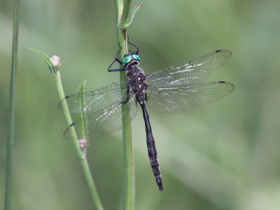 Ski-tipped Emerald (Male)