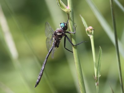 Ski-tipped Emerald (Male)