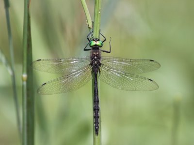 Ski-tipped Emerald (Male)