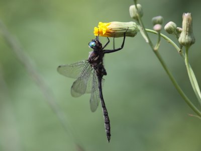 Ski-tipped Emerald (Male)