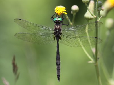 Ski-tipped Emerald (Male)