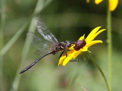 Ski-tipped Emerald (Male)