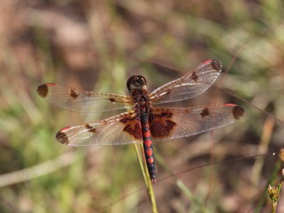 Calico Pennant (Male)