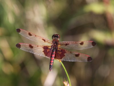 Calico Pennant (Male)