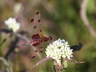 Calico Pennant (Male)