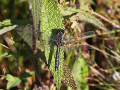 Frosted Whiteface (Female)