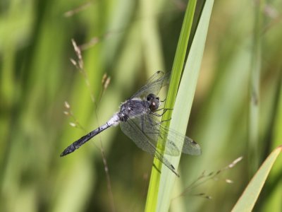 Frosted Whiteface (Male)