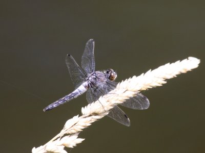 Frosted Whiteface (Female)