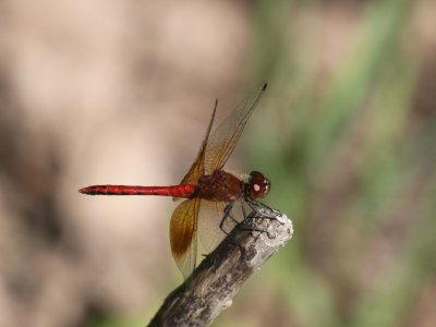 Band-winged Meadowhawk (Male)