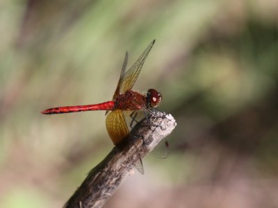 Band-winged Meadowhawk (Male)