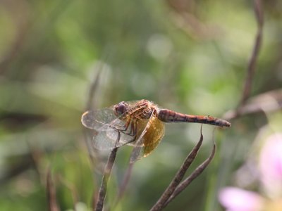 Band-winged Meadowhawk (Adult Female)