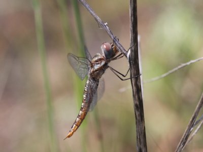 Spot-winged Glider