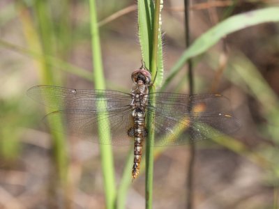 Spot-winged Glider