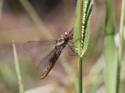 Spot-winged Glider