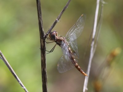 Spot-winged Glider