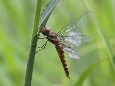 Spot-winged Glider