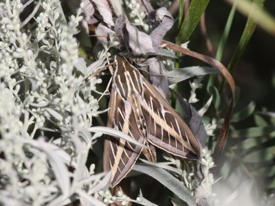 White-lined Spinx Moth