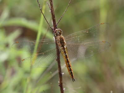 Wandering Glider