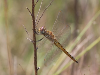 Wandering Glider