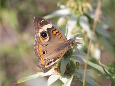 Common Buckeye