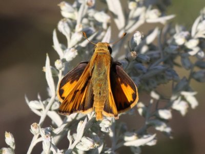 Fiery Skipper