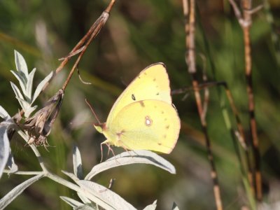 Clouded Sulphur