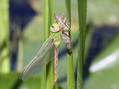 Common Green Darner (Teneral)