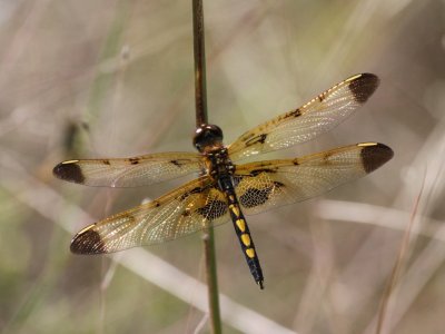 Calico Pennant (Juvenile Male)