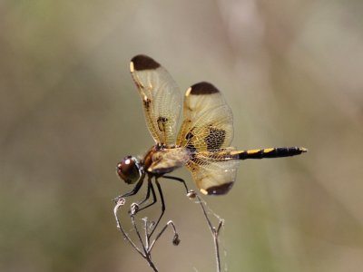 Calico Pennant (Juvenile Male)