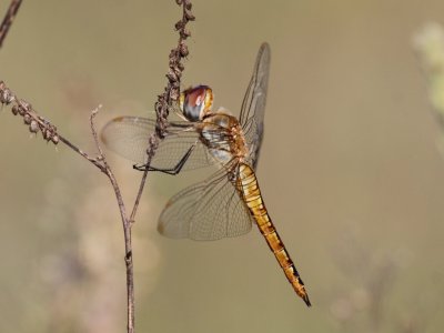 Wandering Glider