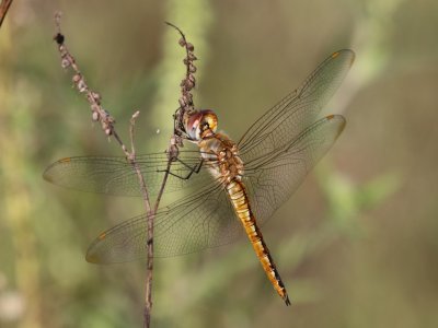 Wandering Glider