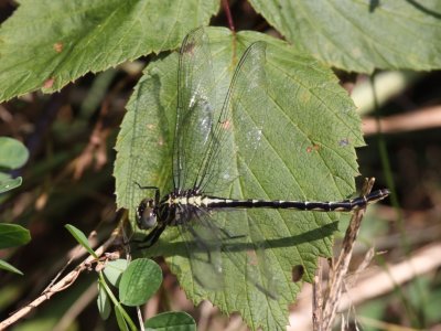 Elusive Clubtail (Juvenille Female)