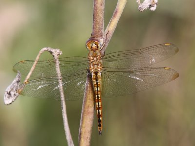 Wandering Glider