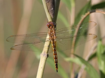 Wandering Glider