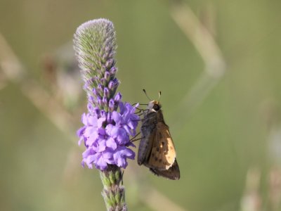 Fiery Skipper