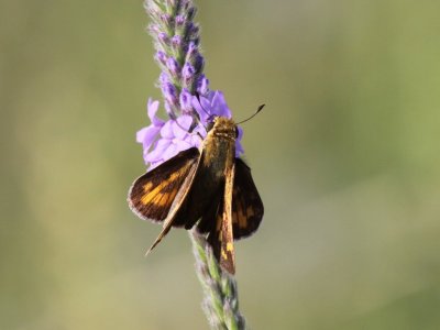 Fiery Skipper