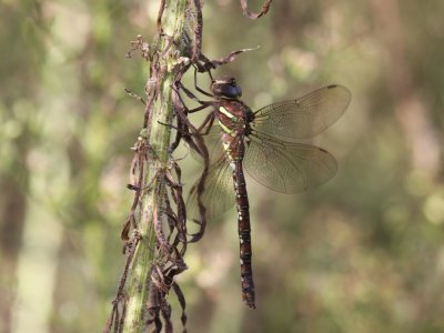 Shadow Darner (Female)