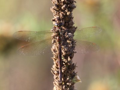 Shadow Darner (Female)