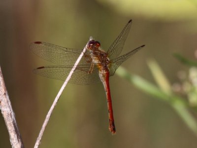 Autumn Meadowhawk (Male)