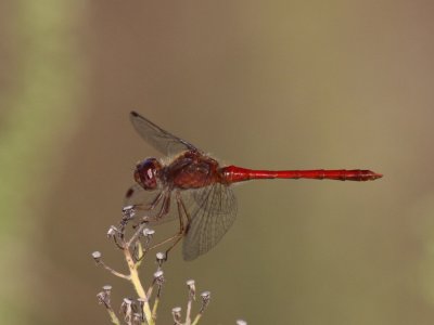 Autumn Meadowhawk (Male)