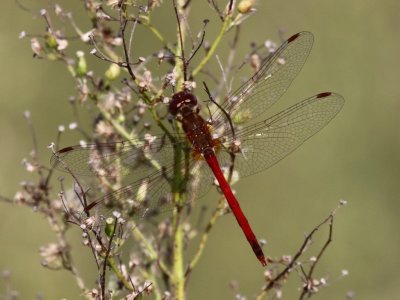 Autumn Meadowhawk (Male)