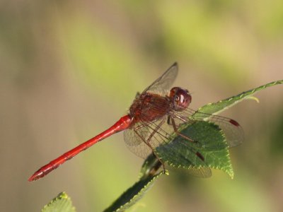 Autumn Meadowhawk (Male)