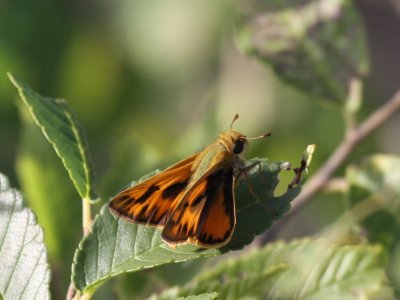 Fiery Skipper