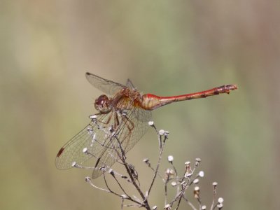 Autumn Meadowhawk (Adult Female)