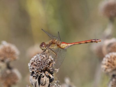 Autumn Meadowhawk (Adult Female)