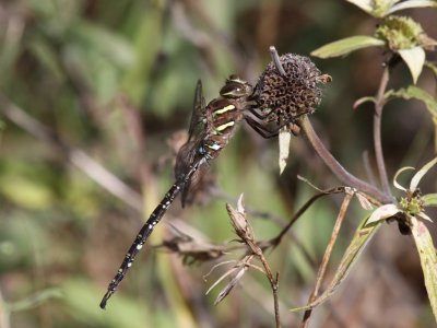 Shadow Darner (Adult Male)