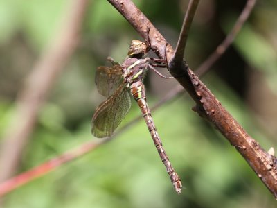 Shadow Darner (Female)