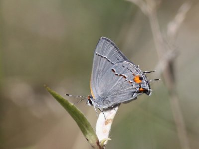 Gray Hairstreak 02a.JPG