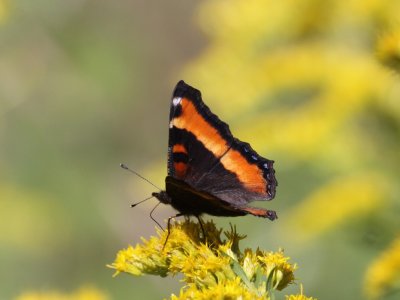 Milbert's Tortoiseshell