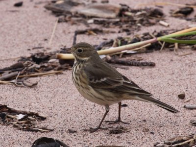 American Pipit